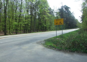 Krzewy ograniczają widoczność