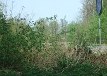 Krzewy ograniczają widoczność