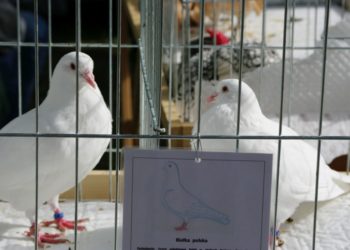 Święto Ziarna w Koźminie Wlkp.