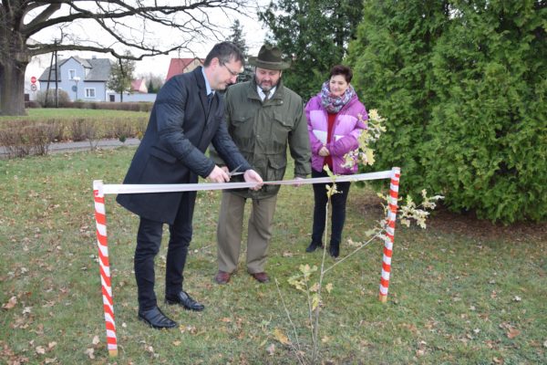 Dąb na stulecie niepodległości