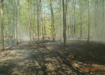 Coraz więcej pożarów w lasach!