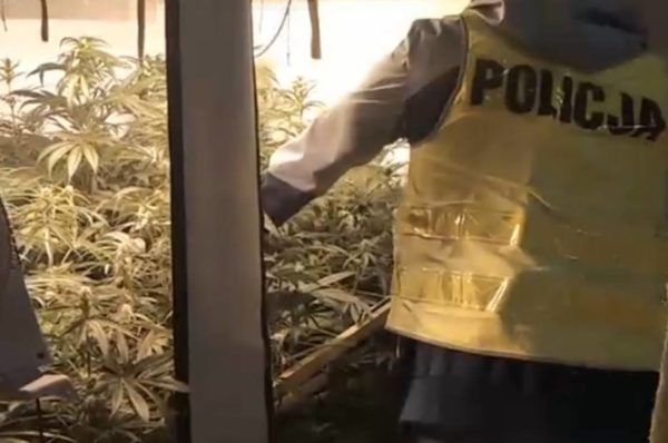 Zarzuty za nielegalną uprawę konopi
