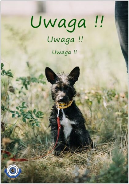 Zapobiegajmy bezdomności wśród psów!