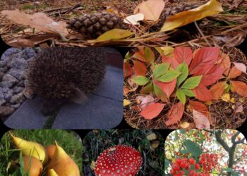 Jesień w obiektywie