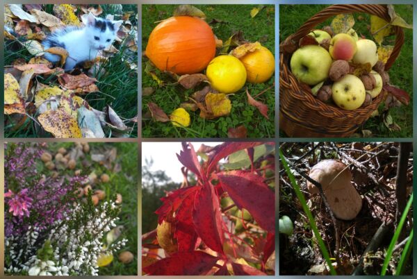 Jesień w obiektywie