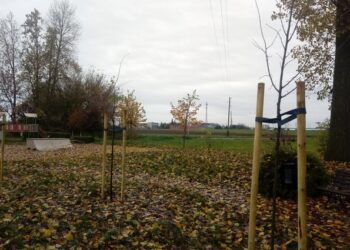 Posadzili miododajne drzewa