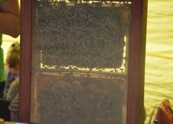 Gminne święto plonów