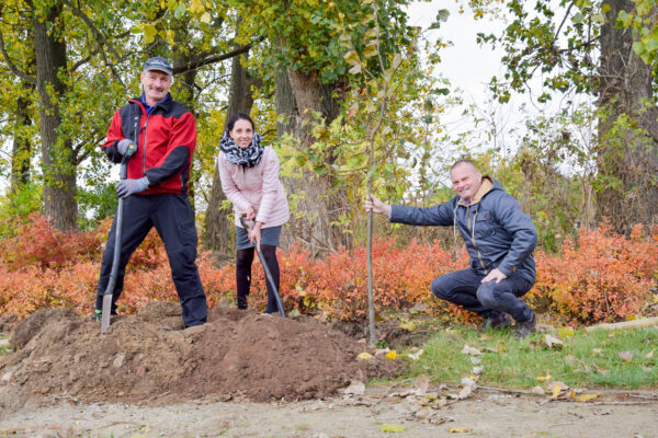 Posadzili 50 drzew miododajnych