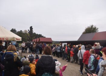 Dęby zamiast śmieci