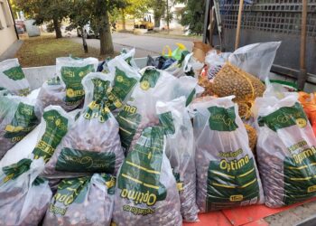 Zebrali dla hospicjum mnóstwo kasztanów