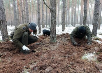 Co w ściółce piszczy?