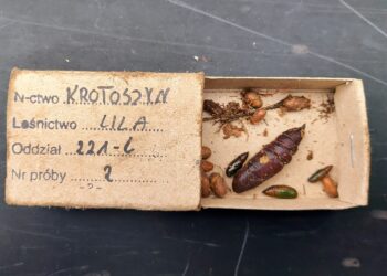 Co w ściółce piszczy?