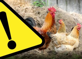 Ostrzeżenie przed ptasią grypą
