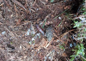 Co w ściółce piszczy?