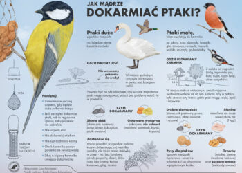 Dokarmiamy ptaki!