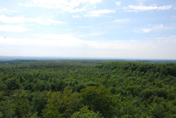 Bądźmy odpowiedzialni w lesie!