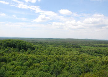 Bądźmy odpowiedzialni w lesie!