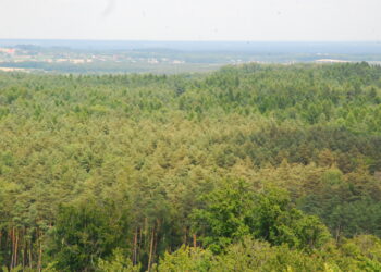 Bądźmy odpowiedzialni w lesie!