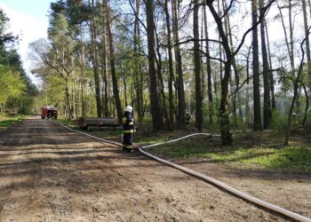 Strażacy ćwiczyli w lesie