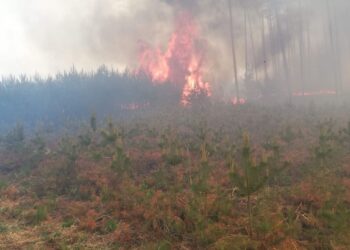 Z żywiołem walczyło ponad 50 strażaków
