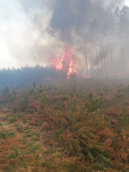 Z żywiołem walczyło ponad 50 strażaków
