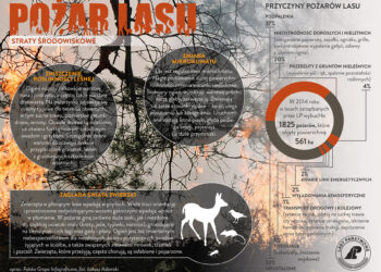 Zapaliła się ściółka leśna