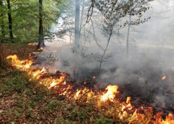 Zapaliła się ściółka leśna