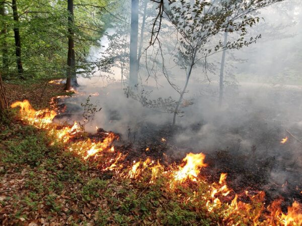 Zapaliła się ściółka leśna