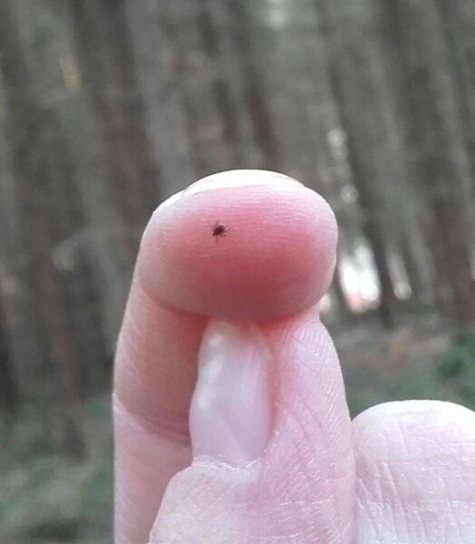 Uważajmy na kleszcze!