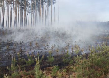 Z żywiołem walczyło ponad 50 strażaków