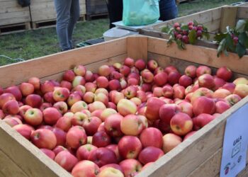 Świętowali zakończenie zbiorów