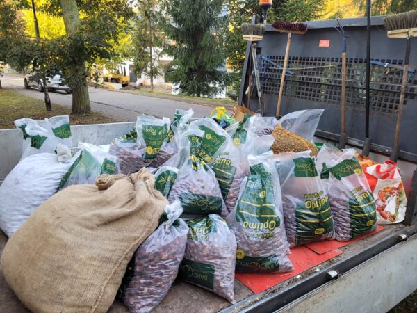 Znów zbierają kasztany dla hospicjum