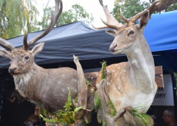 Święto milickich lasów