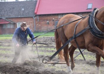 Zmagania oraczy, festiwal dyni i piknik z wieprzowiną