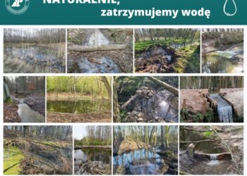 Mała retencja w lesie – czyli jak zatrzymać wodę?