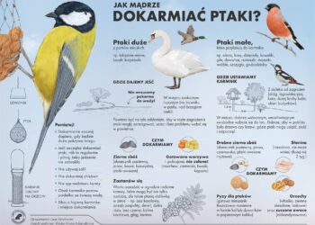 Dokarmianie ptaków