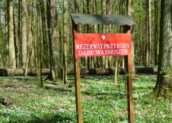 Rezerwat „Dąbrowa Smoszew” – uroki wiosny