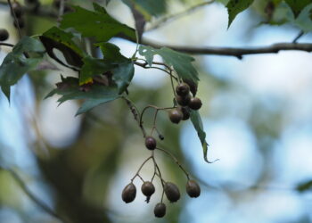 Brekinia – drzewo chronione