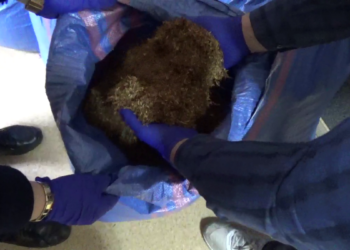 Zarekwirowali ponad 100 kg nielegalnego tytoniu