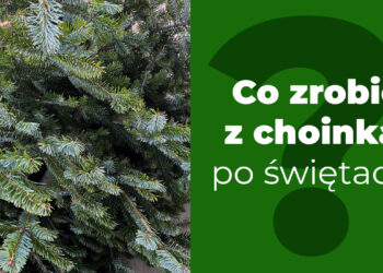 Co zrobić z żywą choinką po świętach?