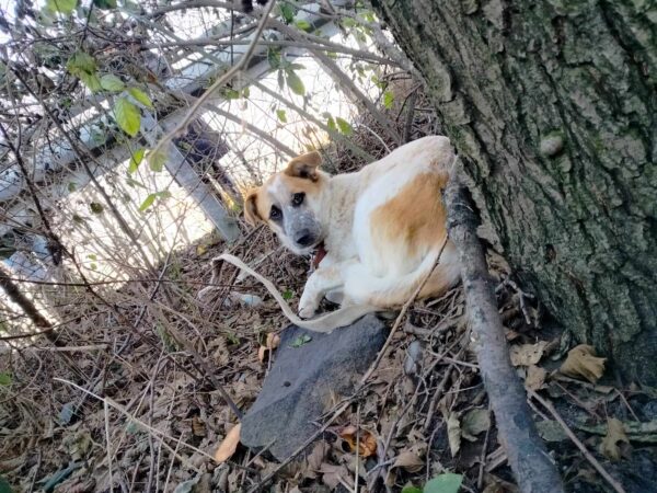 Przywiązał psa do drzewa w mroźny dzień…