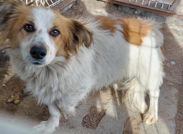 Pieski szukają domu