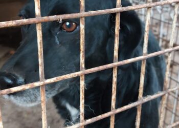 Pieski szukają domu