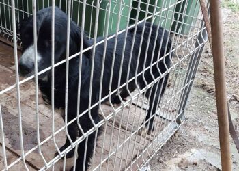 Pieski szukają domu