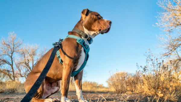 Wszystko, co musisz wiedzieć o szelkach Guard dla swojego psa