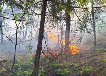 Płonął las w Chachalni