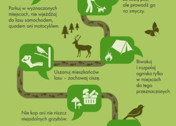 Jak przygotować się do wyprawy do lasu?