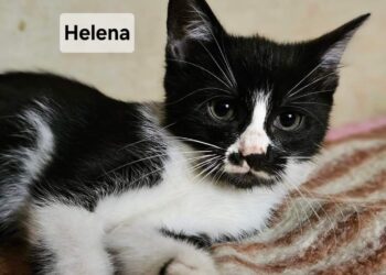 Lato – czas radości i smutku dla małych kociąt