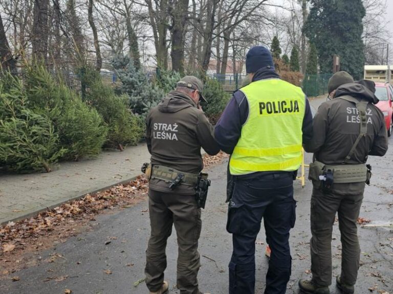 Skuteczne działania przeciw kradzieżom choinek