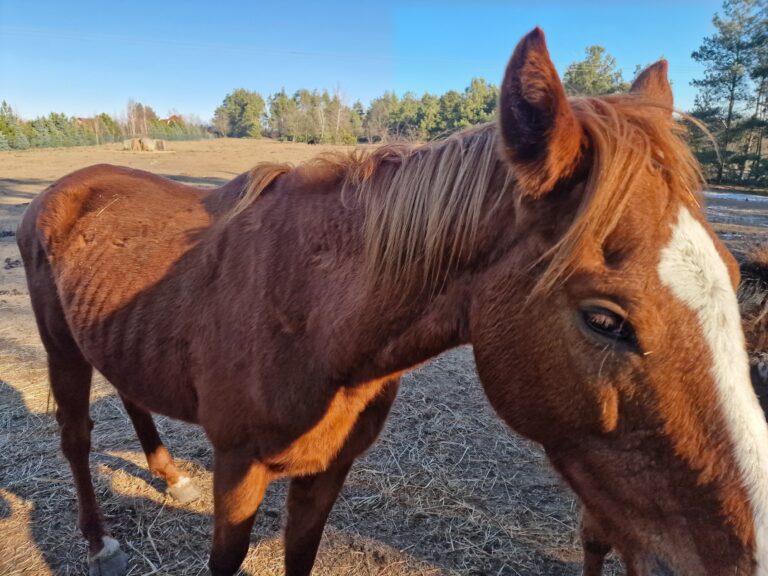 Konie w piekle zaniedbań